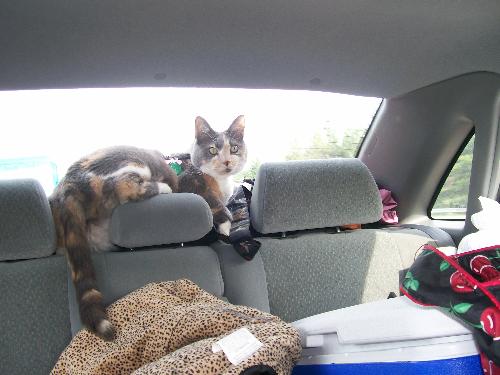 Shady on the back windowsill of our car! - Our cat, Shady, up on top of the back windowsill in our car.
