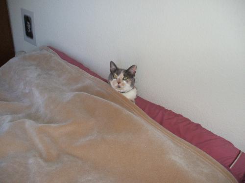 Shady hiding under the covers! - We found Shady right here in this spot in the middle of the day a couple of years ago. She is so silly!