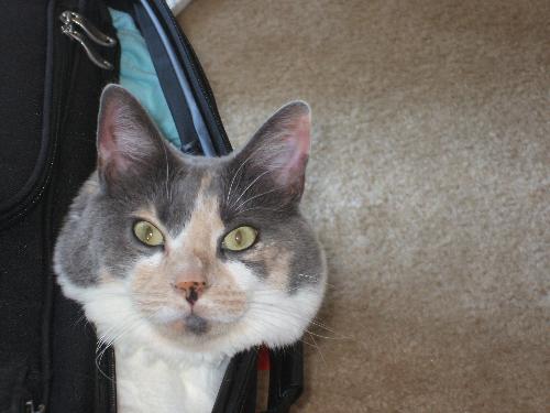 Shady in grandma's suitcase! - My mom was visiting a couple of years ago when we lived in California and our cat just loved her suitcase! We found her hiding in it with just her head sticking out!