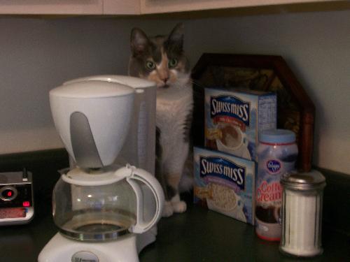Shady behind the coffee pot! - My cat Shady where I found her hiding behind the coffee pot!