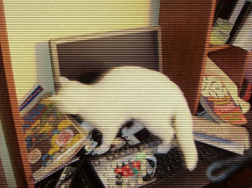Cat - Our cat Princess