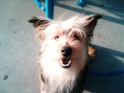 My very cute dog - So adorable and cute isn't he.