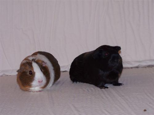 Guinea Pigs - Daisy (Brown and White) Darlene (black and Orange) Guinea Pigs under two years of age