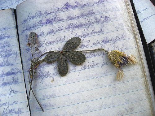 A diary from net - A beautiful image of a lived diary