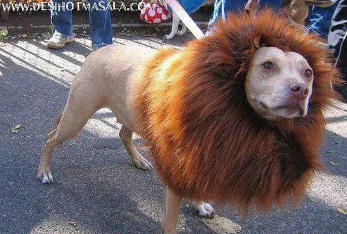 LionDog - A dog with a lion costume, n tuff attitude