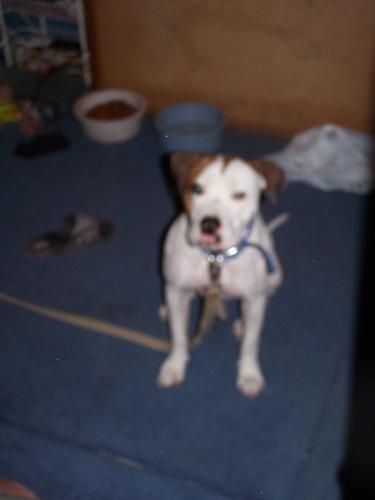 Love and Kindness - This is Lucky, she is under two years old, she is a pit bull mix. She is mixed with love and kindness.