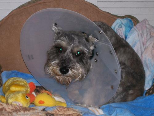 Depression is setting in... - My poor dog is depressed! He is a 6 year old miniature schnauzer named Sunshine and he just had surgery last week to have bladder stones removed. He is wearing a coned shaped collar so that he will not bother his incision. It needs to stay clean and dry. But, I think my poor baby is depressed!