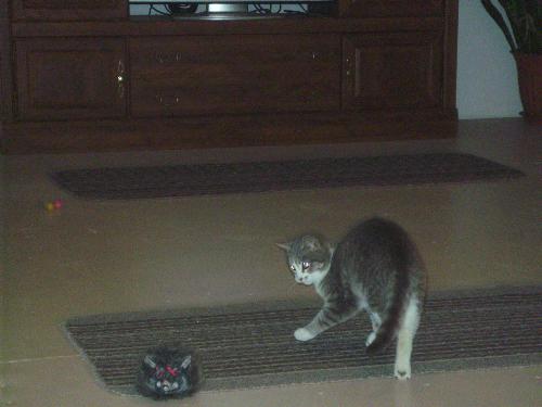 Cat - A standoff between my cat and the rat! LOL