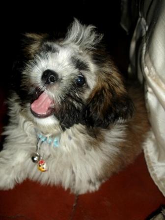 Shihtzu ^_~ - My little cutie puppy named 'BOGART' which means someone big.