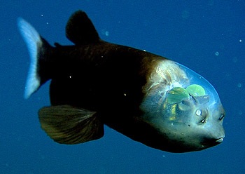 Barreleye or Spookfish - This is a recent picture of the Barreleye or Spookfish