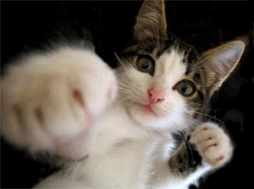 Funny cat - Funny cat practice Boxing.