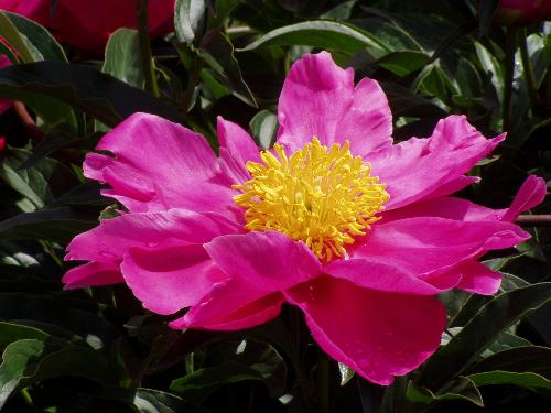 flowers2 - flowers2