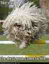 Is this a new dust mop? - Oh noooo....it's a dog, really it is.