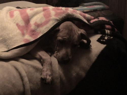 bo  - Bocephus covered up and sleeping