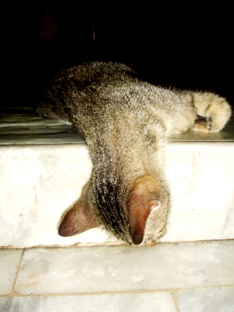 Zzzzzzz... - Sleeping