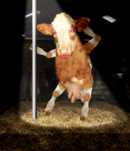 I Want My Award To Look Like This. LOL - My favorite dancing cow. ROFL