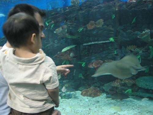 me and my son and stingray  - ocean park