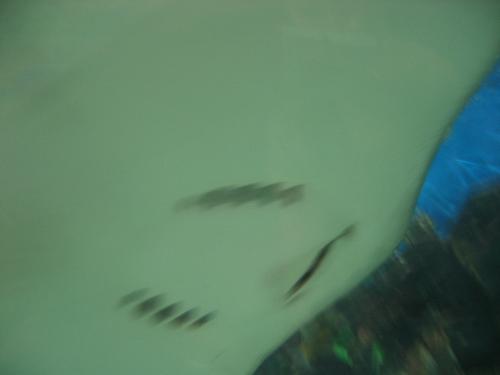 stingray close up  - smile