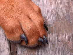 African Ridgeback's Paw - The African Ridgeback is used in Africa to hunt Lions