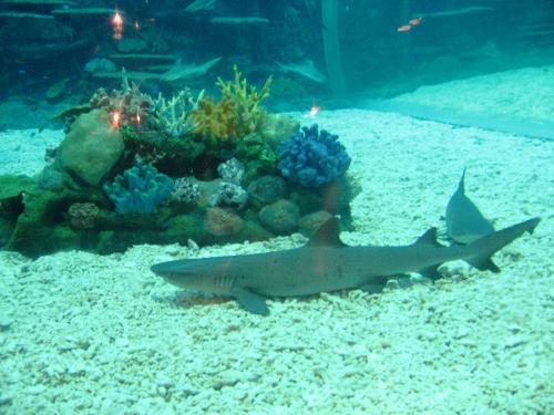 Shark - shark