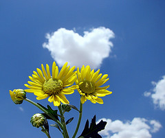 sunflower - I like this photo,it means hope and love.