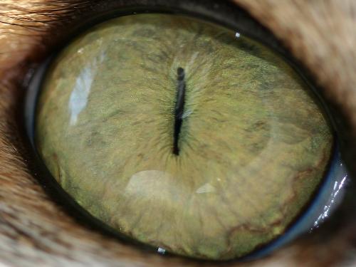 Meow..... - Purrrrrrr....fect cat&#039;s eye look. A step-by-step guide to getting "CAT&#039;S EYES right