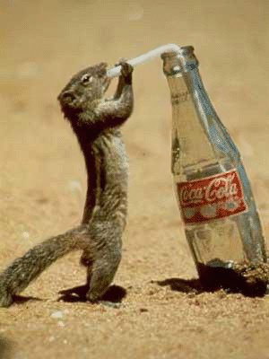 squirrels - Wow what a drink!!