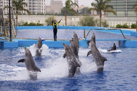 lets dance - dancing dolphins