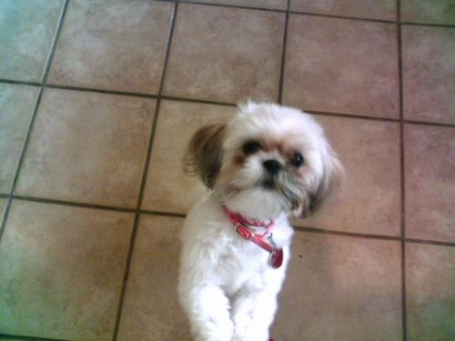 my dog maggie - This is my shitzu, maggie. Don't be fooled by the cute face. She thinks she owns the world. She has no manners, no skills except excess barking, eats everyone's food, and is sneakier than a politician. My mom bought her five years ago when I went away to college (go figure) and now that i'm back she has taken a liking to me :)I love her dearly.