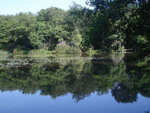 The First Millpond - The first millpond of three in Bolney is about half a mile across country and through woods, from the main road.