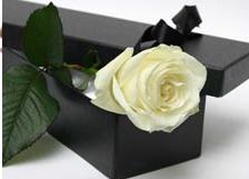 Dried White Rose - this is a photo of a dried white rose using the preserving technique