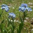 forget-me-not - forget-me-not is the flower that can last forever