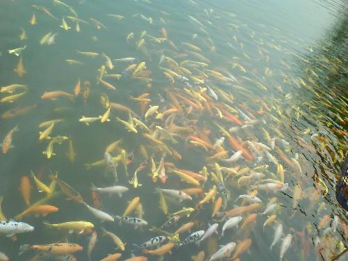 beautiful fish - colorful fish