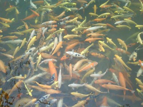 here is also the nice fish - we took the picture in a lake