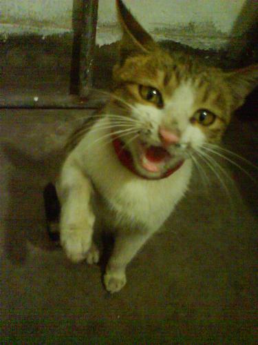 cat - lovely cat suddenly run into my house asking for eating