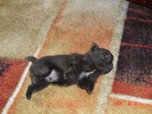 Puppy Sabrina - This is Sabrina an pomeranian, eight weeks old. She is the last of a litter of five puppies. She is black with a white patch on her chest. This will be my third dog. I will not get her until she is 12 weeks old. At that time she will be welcomed into our family.