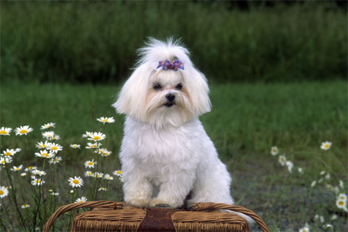 Maltese cutie - Aren't these guys the cutest? Well, I think so, anyway. I have two of the most adorable Maltese babies a person could want.