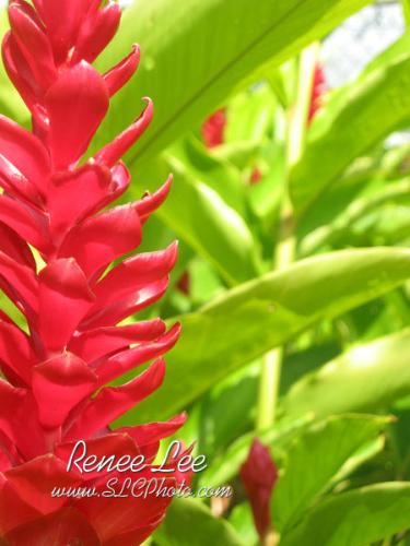 a flower - dont know the name...but a pretty flower