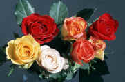 roses - assorted roses