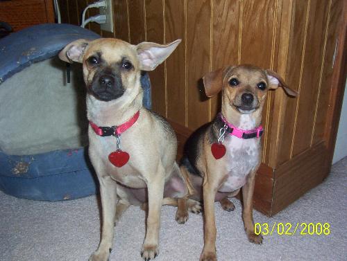 Lady and Missy - Our two Chihuahua mix's. They're sisters however Missy is the runt of the litter but she has such an out going personality where her sister Lady is shy and timid. They'll be two this summer.