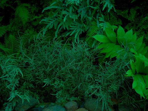 Botanical Gardens visit - I took this when visiting the botanical gardens in city park last year or maybe the year before. I love ferns.