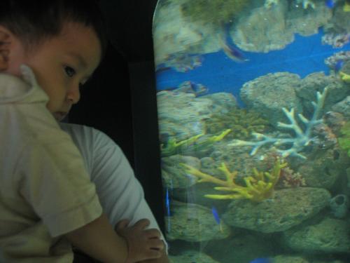fish  - oceanarium