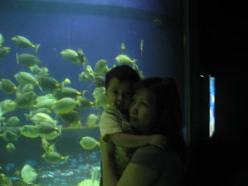 fish  - swimming around