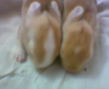 bunnies - my bunnies