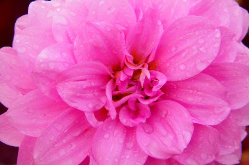 Dahlia - Taken on terrace