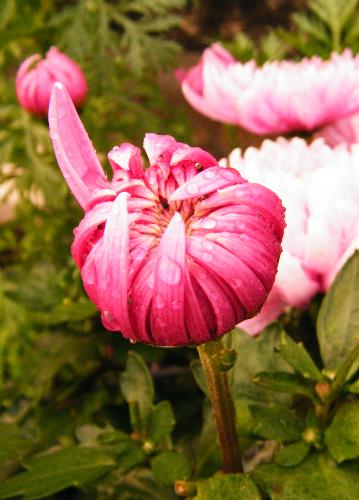 Chrysethmum bud - Home garden
