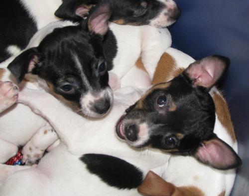 Rat Terrier puppies - Two baby Ratties cuddle
