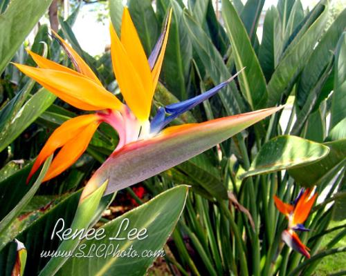 bird of paradise - a flower