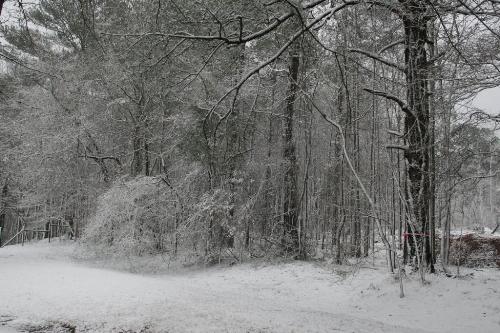 Snow - Snow on March 1, 2009 in my backyard