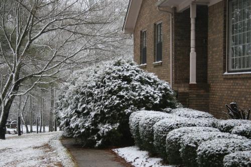 Snow on March 1, 2009 - This picture is taken from the sidewalk in the front yard.